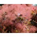 Червенолистна смрадлика ( Cotinus Royal purple ) Червенолистна смрадлика ( Cotinus Royal purple )